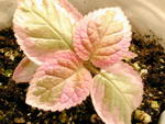 Achimenes cupreata